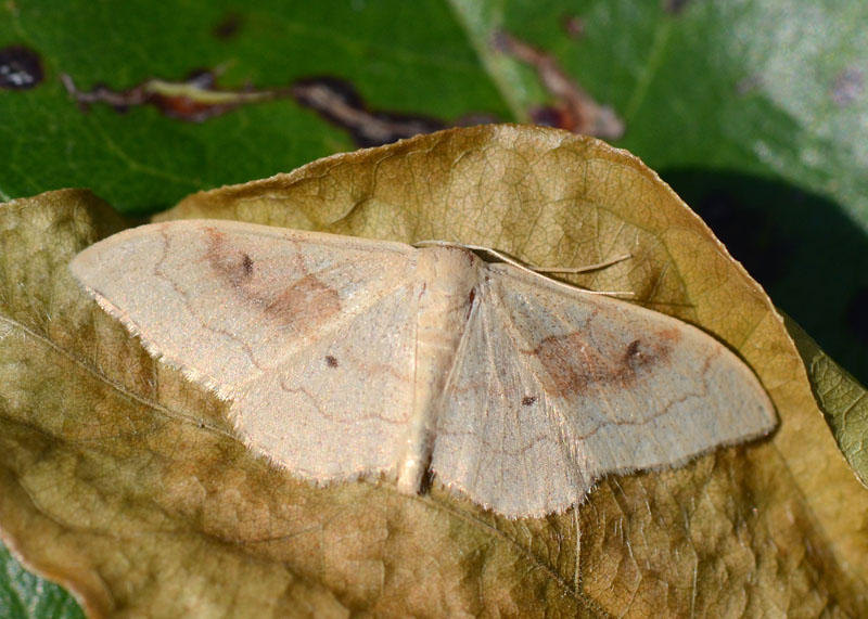 Geometridae Idaea rubraria